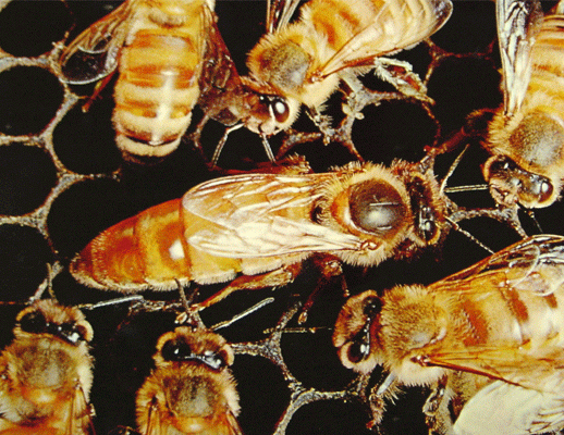 A honey bee queen surrounded by attendants. Bees are social insects.