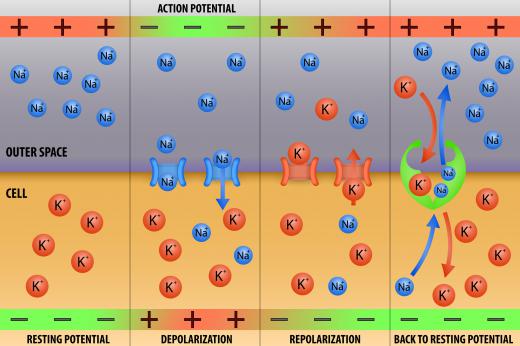 Resting membrane potential is the difference in voltage of the fluids inside a cell and outside a cell, which is usually between -70 to -80 millivolts (mV).