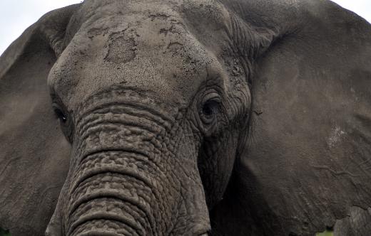 The African bush elephant can carry 5 tons.