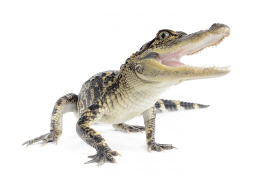 Wildlife ecology has helped bring back the American alligator.