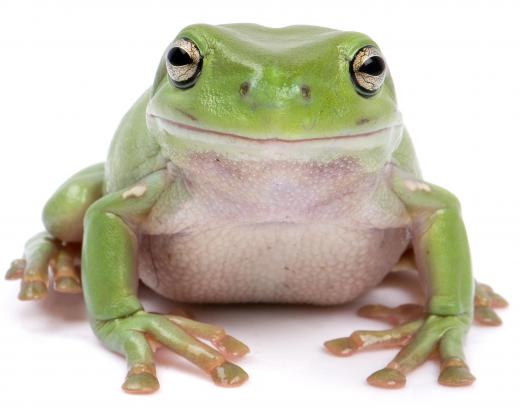 Several neodymium magnets can be arranged to levitate a frog.