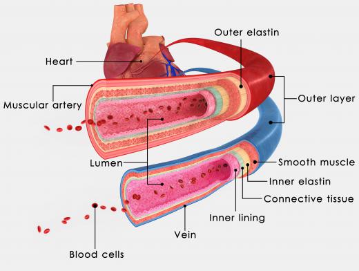 Humoral immunity is a means by which the body protects itself from infection by producing antibodies that target foreign material in the bloodstream.