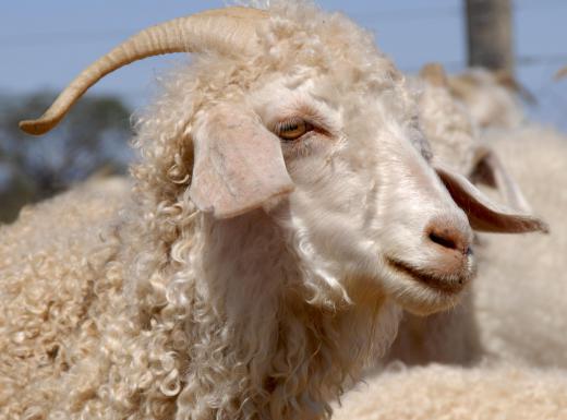 Acidic dye may be used on mohair, which is produced from the hair of angora goats.