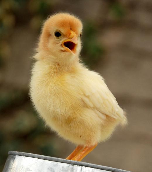 Angry-looking chick.