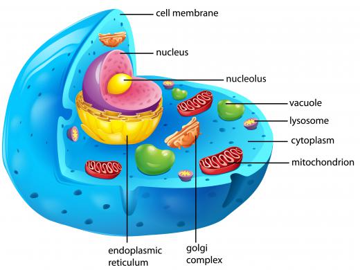 Animal cells have voltage that springs into action when positive charges reach their membranes.