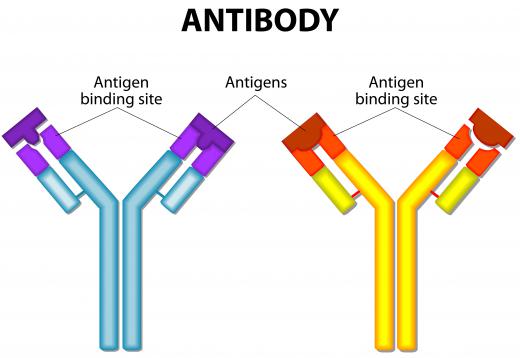 Antibodies are responses of the immune system to an antigen, which is generally a foreign object.