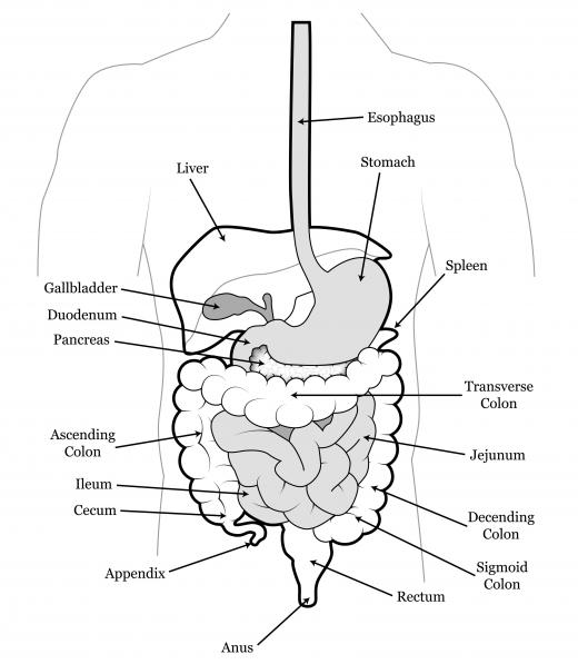 Lactobacillus bacteria help the digestive system break down food, promoting more efficient digestion.