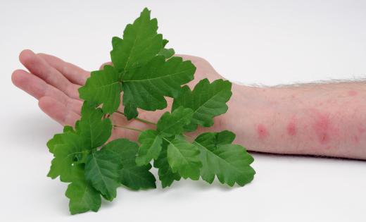 An example of hapten can be found in poison oak.