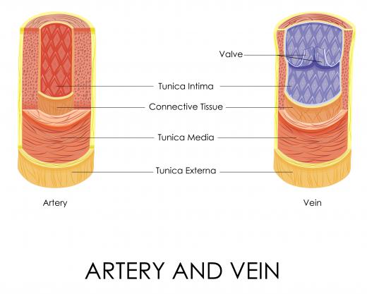 Extracellular proteins cannot cross blood vessel walls.