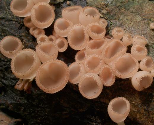 The Trichoderma fungal genus includes many species of ascomycetes phylum.