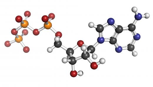 The phosphorous-oxygen bonds in an ATP molecule store roughly 7 kcal/mole of energy each.