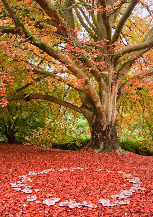 Phenols are partly responsible for leaves changing color in the fall.