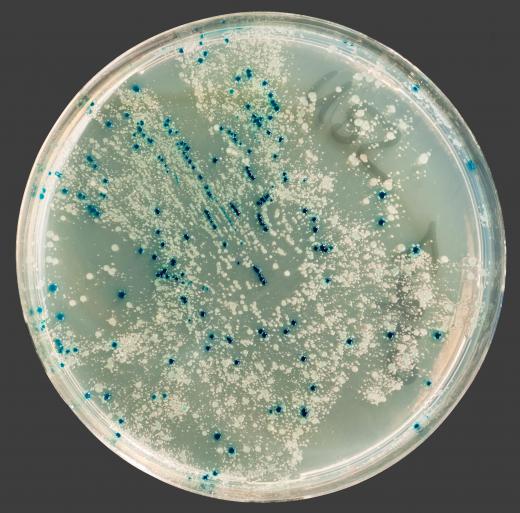 Bacteria, one of the domains in the three-domain system of classification.