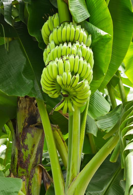 Ethylene can be used to ripen bananas quickly.