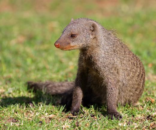 Mongooses can trace their origins to miacids.