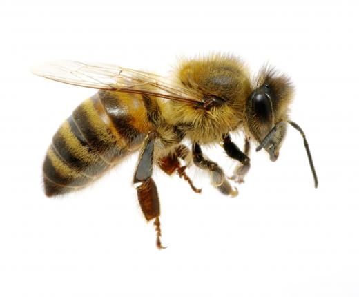 Bees use pheromones as alarm signals.