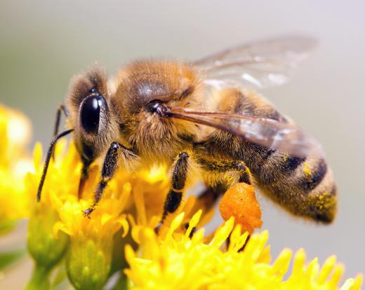 Conditioned response theory was used to determine that honeybees can tell color difference.