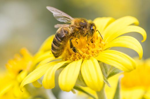 Plant fecundity often depends on pollination.