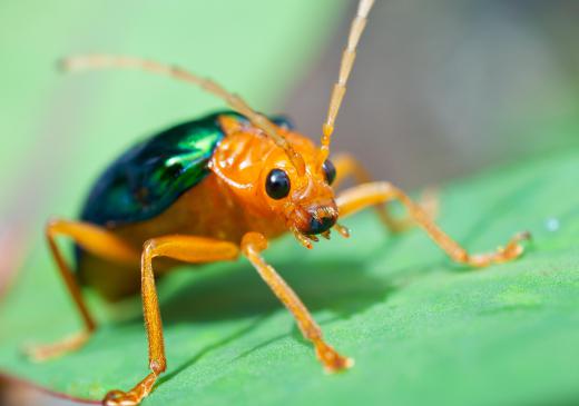 At the high end, there are 360,000 beetle species.