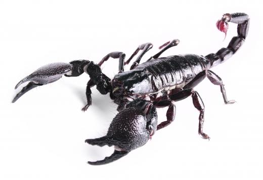 Scorpions might have evolved from ancestors of trilobites.