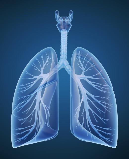 Alveolar macrophages, part of the human immune system, are cells on the lining of the lungs that remove microorganisms before they enter the respiratory circulation.