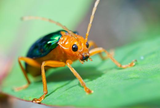 Beetles have modified exoskeletons.