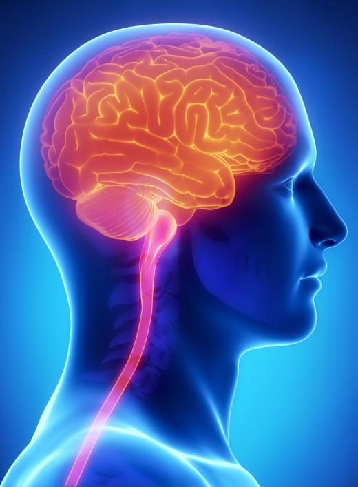 Neural signals continue down the lateral corticospinal tract, where they connect to the lower motor neurons.