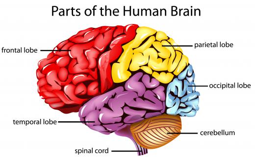 The outer surface of the parietal lobe is referred to as the parietal cortex.