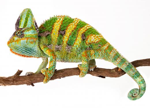 Chameleons are part of the order Squamata.