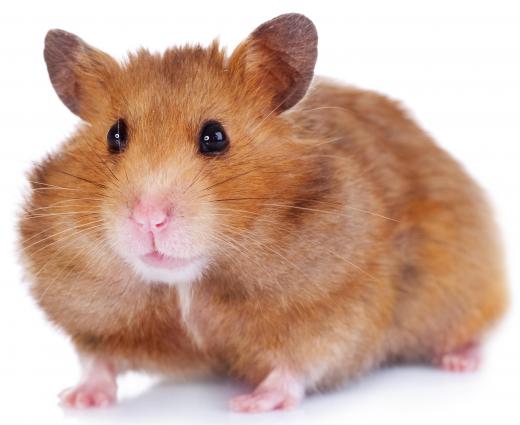 Hamsters are rodents.