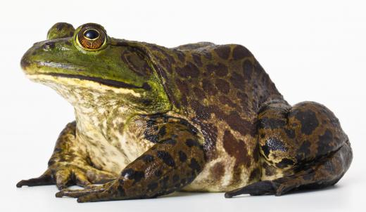 Frogs can hibernate to protect themselves from freezing temperatures.