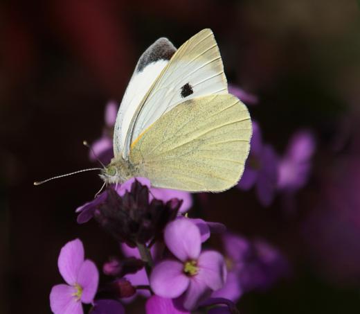 The "butterfly effect" concept holds that a seemingly insignificant action -- such as a butterfly flapping its wings -- can have a dramatic effect on a system -- such as weather.