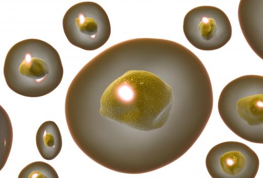 In biology, the nucleus is a small structure located inside the cells of eukaryotic organisms.