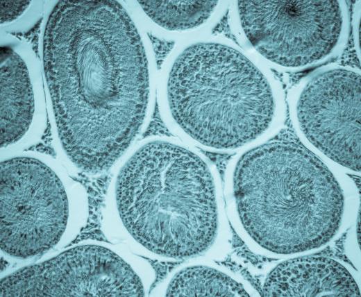 Phosphorylation leads to formation of phospholipids, which are used in cell membranes.