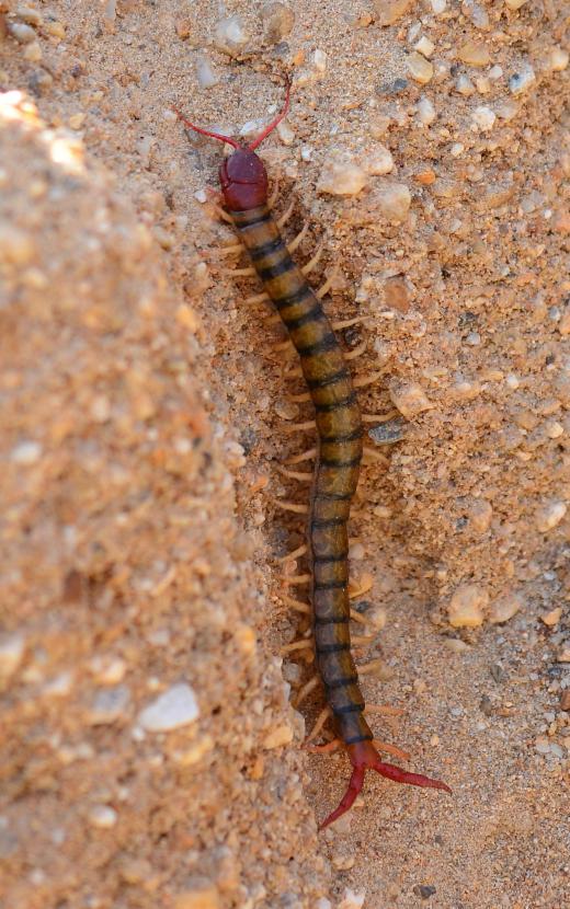 Ancestors of the centipede colonized the land during the Silurian period.