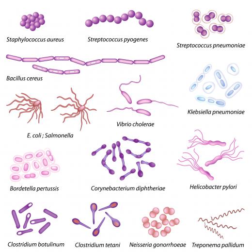 Bacteria are easily identifiable by shape.