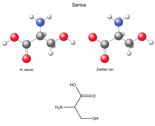 Phosphorylation only occurs at specific amino acids, such as serine.