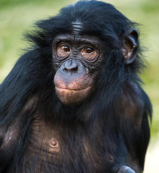 The last common ancestor of humans and chimpanzees lived about 7 million years ago.