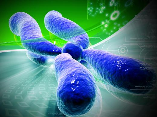 Karyotype can refer to the complement of chromosomes found in a healthy representative of a species.