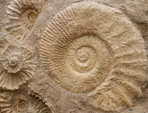 Fossils can give scientists clues as to how species evolved.