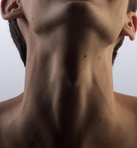 The Y chromosome is responsible for secondary male sex characteristics like a prominent Adam's apple.