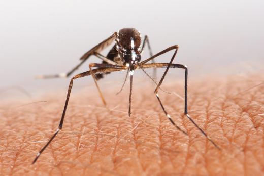 Poorly maintained drainage areas can become a breeding ground for mosquitoes.