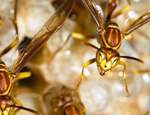 Male wasps only contain haploid cells.