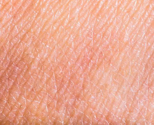 Hairless skin contains the finest receptors that translate physical force into nerve impulses.