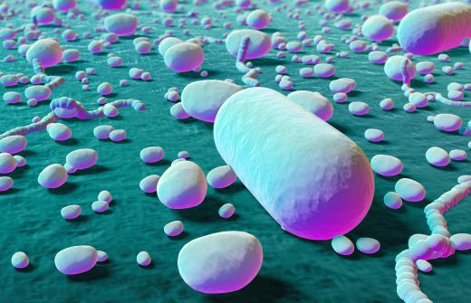 PCR can detect low amounts of bacteria very quickly.