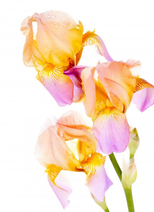 Irises can propagate with rhizomes.