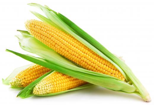 The domestication of plants, such as maize, for consumption is a hallmark of homo sapien culture.