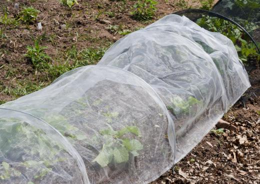 It is important to cover plants during a cold front.