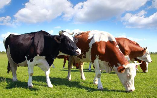 A biogas digester, also known as a methane digester, is a piece of equipment which can turn organic waste, such as cow manure, into usable fuel.