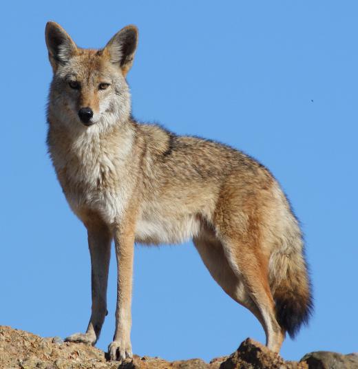 Coyotes belong to the canid family.